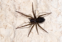 L'Amaurobe froce. Une femelle (Araneae - Amaurobiidae - Amaurobius ferox)